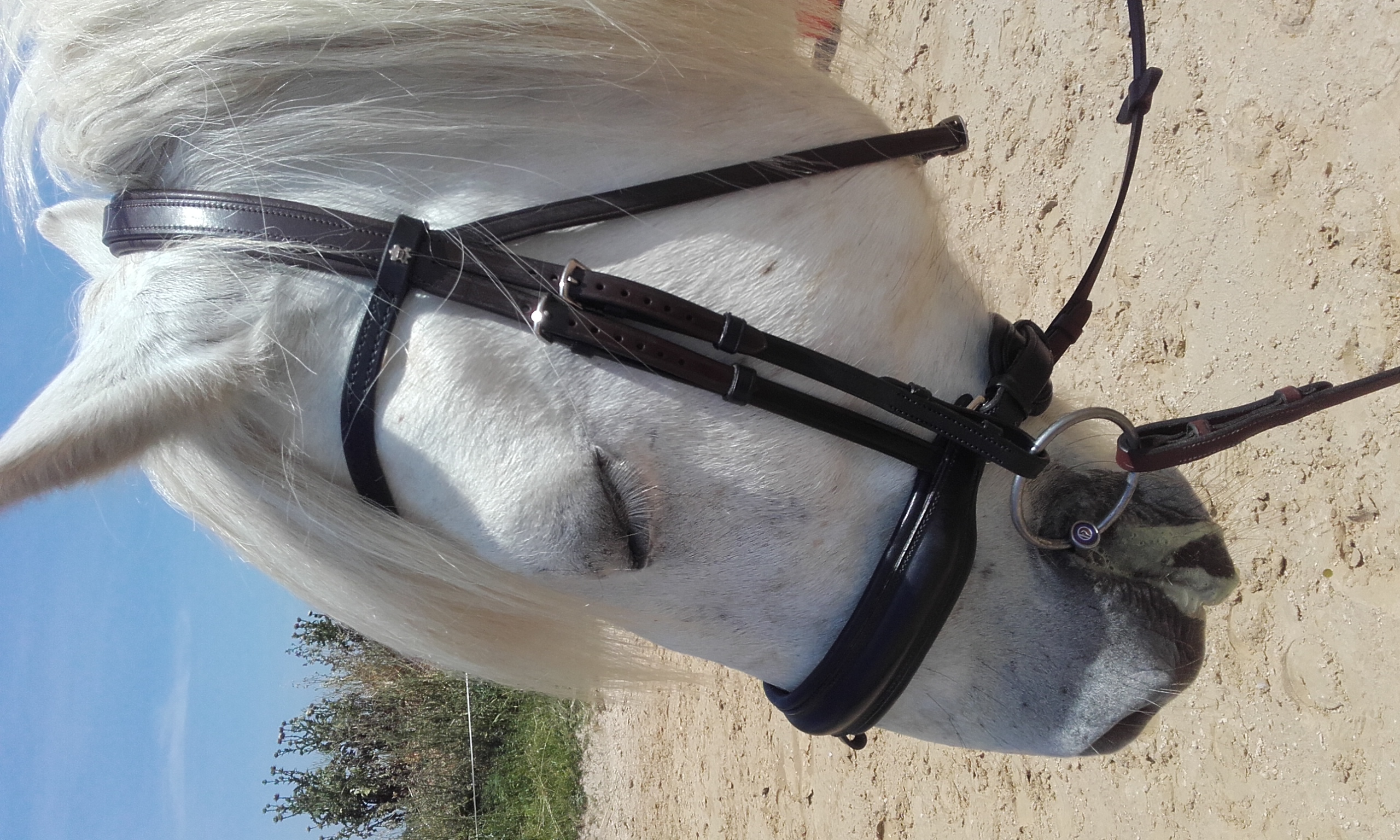 photo d'un essai monté de selle