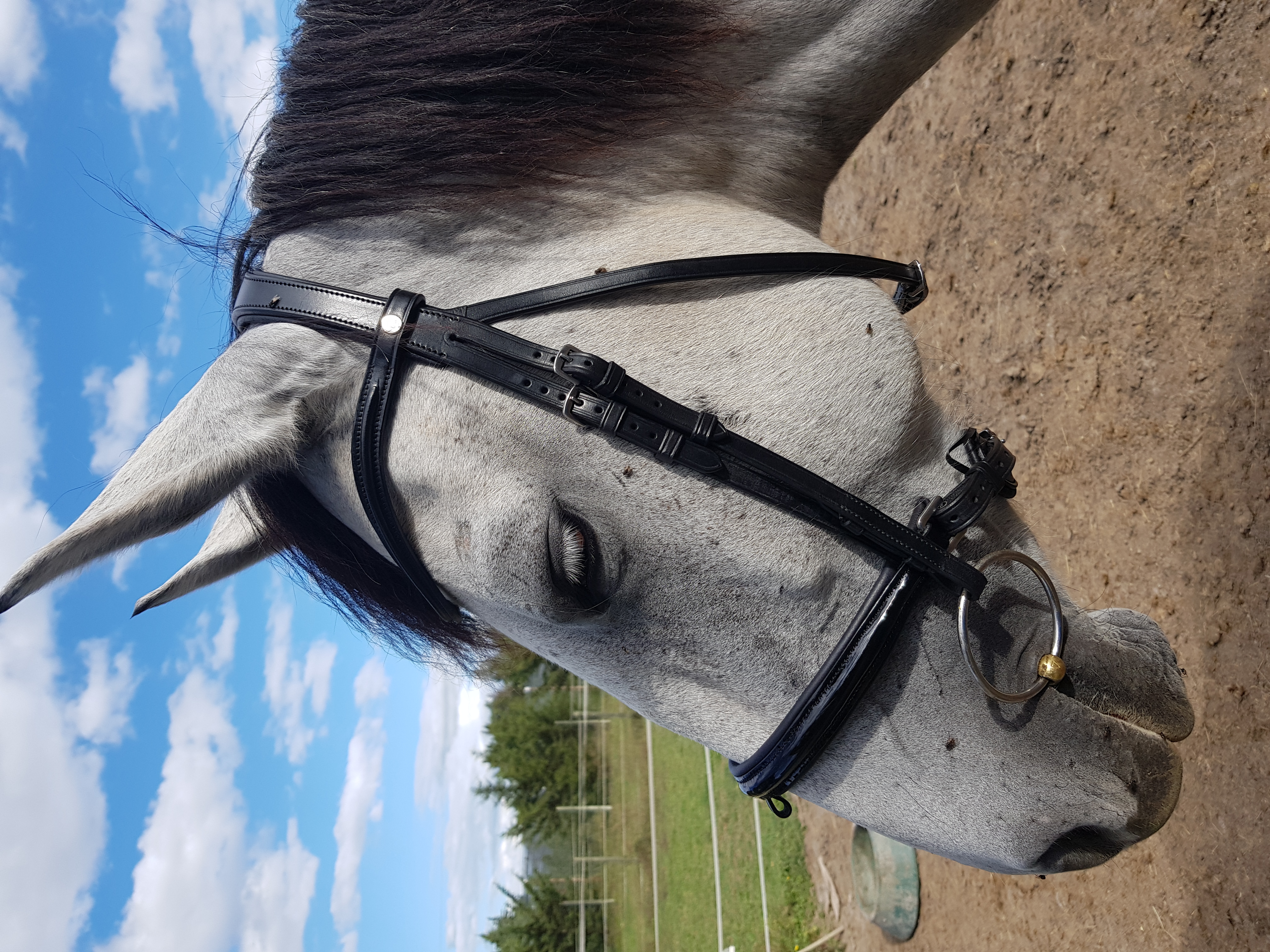 photo d'un cheval avec un bridon